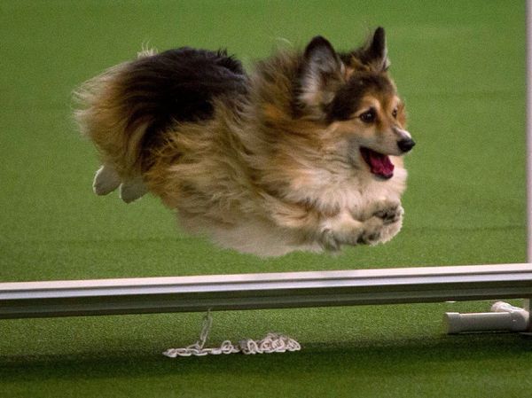 westminster dog show