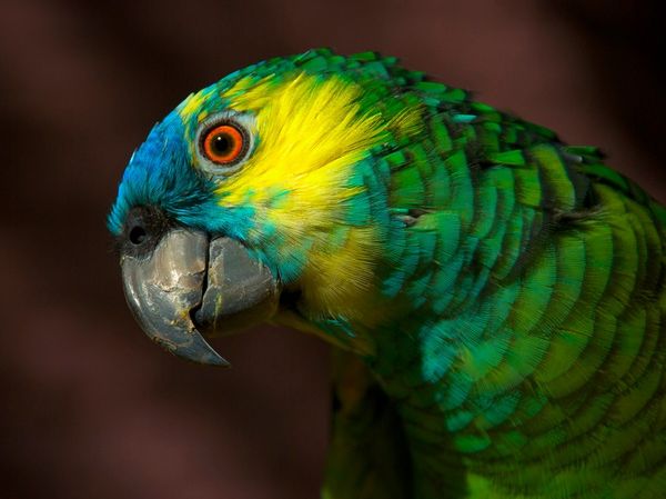 bird