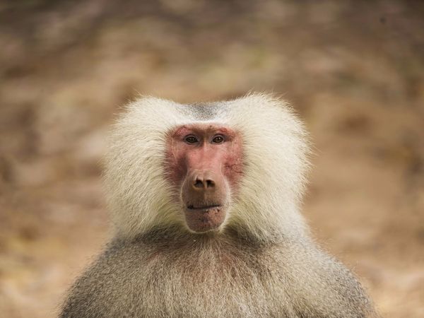 Reuters top 50 animal pictures